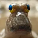 .brobux