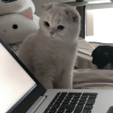 avatar flippi ⋆˙⟡