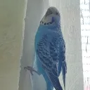 purhugo