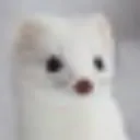 carnip