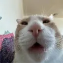 dukitty