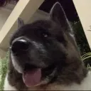dawgwithdreads