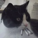 known_as_gatos