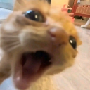 avatar Erasmo Catarino