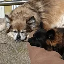 kitsunenocturnal