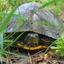 thefastestturtle2024