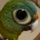 prankedy6708 avatar