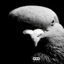 Аватар lop109rte