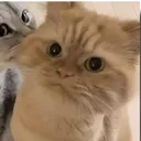 zfelix