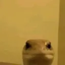 mxrcxoo