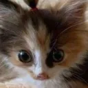 fathomfloof