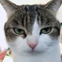rubbynezu