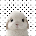 avatar ⋆˚࿔᥎і᥆ᥣᥱ𝗍𝗍𝜗𝜚˚⋆