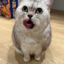 zxb_catt