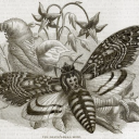 avatar *✧♬ lex ♬✧*