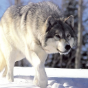 avatar Werewolf32🐺👑