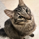 avatar Common Albinauric