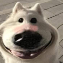 avatar young boi si tinh