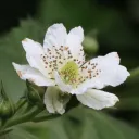 mumblingmulberry