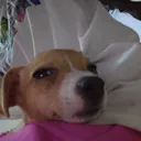 derebloxtv