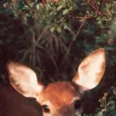 toompi