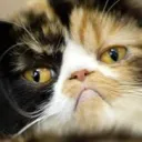 cat09915 avatar
