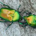 bugs_tentacles