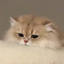 a discord avatar