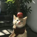 bunbunzoya