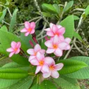 tropicg0732