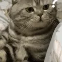 kristocat