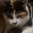 kristocat