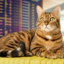kristocat