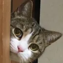 hotate6434