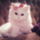 avatar Rabbit🥕