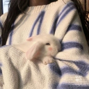 avatar Rabbit🥕