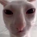 avatar Dead Account Koma