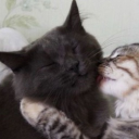 avatar ▄︻デcaptain══━一