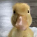 datmrdolphin