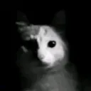 mr_fatcat