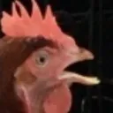 chickenchannel
