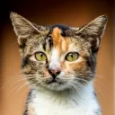tamastraycat