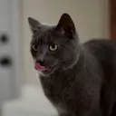 mimison