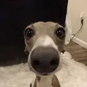 gorillasjuice2