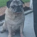 lilcrazybean