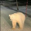 mekof