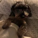 gappiedappie
