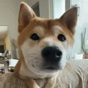 timtoky