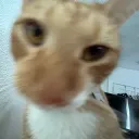 adamrefined