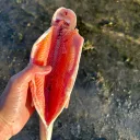 roooooooooooooooooooo